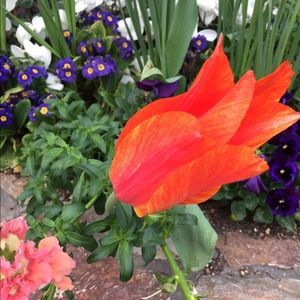 Meet your Posher, Laurel